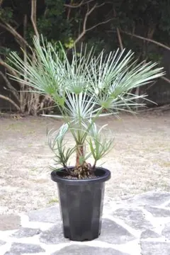 2026年最新】チャメロップス セリフェラの人気アイテム - メルカリ