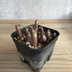 2026年最新】ウィンゾリー 実生の人気アイテム - メルカリ