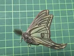 2026年最新】イザベラミズアオの人気アイテム - メルカリ