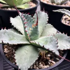 2026年最新】アガベ パラサナ ハイブリッドの人気アイテム - メルカリ