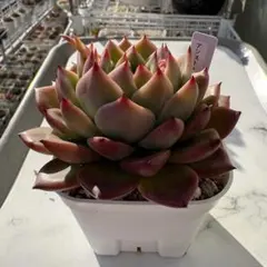 2026年最新】多肉アンストーンの人気アイテム - メルカリ