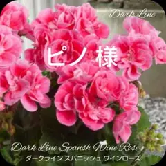 2026年最新】バラ咲きゼラニウムの人気アイテム - メルカリ