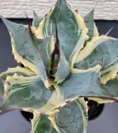 2026年最新】アガベ パラサナ インプレッショニストの人気アイテム