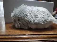 2026年最新】モフリン グレーの人気アイテム - メルカリ