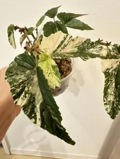 2026年最新】ベゴニア ジニー銀河の人気アイテム - メルカリ