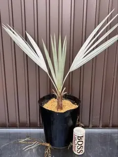 2026年最新】ブラヘアアルマータの人気アイテム - メルカリ