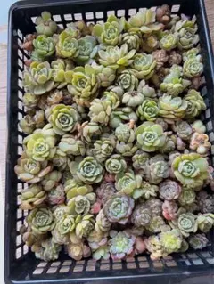 2026年最新】多肉植物 苗 韓国苗の人気アイテム - メルカリ