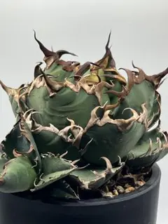 2026年最新】lize アガベの人気アイテム - メルカリ