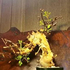 コミフォラカタフピュアソマリア灌木 多幹樹