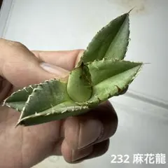 2026年最新】麻花龍 アガベの人気アイテム - メルカリ