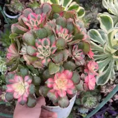 2026年最新】香妃錦の人気アイテム - メルカリ