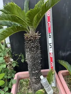 2026年最新】ソテツ 引き取りの人気アイテム - メルカリ