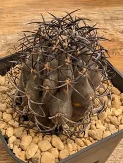 2026年最新】コピアポア 栗星玉の人気アイテム - メルカリ