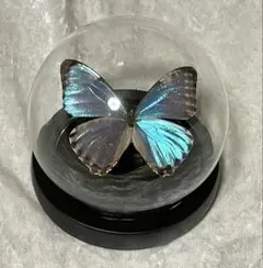 2026年最新】ポルティスモルフォの人気アイテム - メルカリ