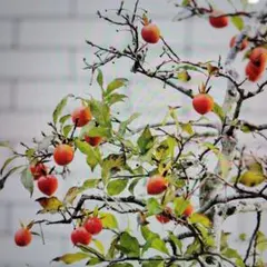 2026年最新】老爺柿種の人気アイテム - メルカリ