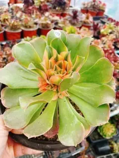 2026年最新】香妃錦の人気アイテム - メルカリ