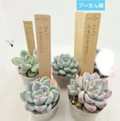 2026年最新】ミソップ苗の人気アイテム - メルカリ