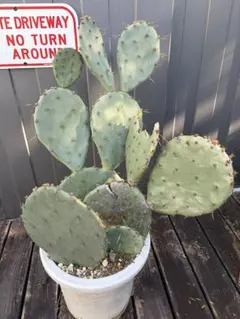 2026年最新】フミフサの人気アイテム - メルカリ