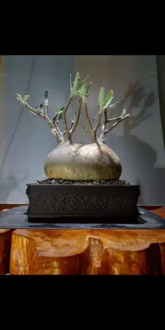 2026年最新】パキポディウム グラキリス 現地球の人気アイテム - メルカリ