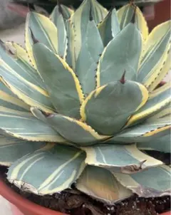 2026年最新】オリザバ アガベの人気アイテム - メルカリ