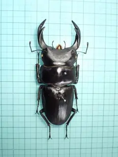 2026年最新】標本クワガタの人気アイテム - メルカリ