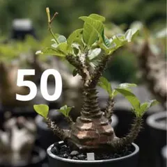 2026年最新】ウィンゾリー 種子の人気アイテム - メルカリ