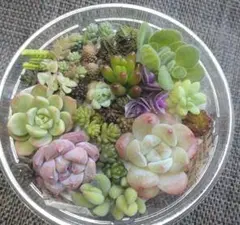 2026年最新】多肉弁当の人気アイテム - メルカリ