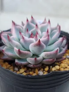 2026年最新】そわそわ ミックスベリアの人気アイテム - メルカリ