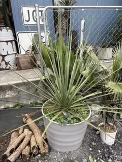 2026年最新】ノリナ ネルソニーの人気アイテム - メルカリ