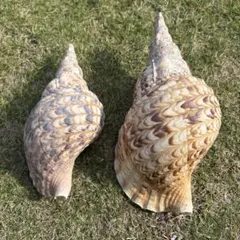 2026年最新】ホラガイの人気アイテム - メルカリ