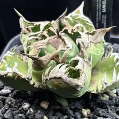 2026年最新】アガベクラウンの人気アイテム - メルカリ