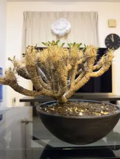 2026年最新】ギラウミニアナ 現地球の人気アイテム - メルカリ