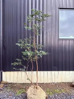 2026年最新】ヒサカキの人気アイテム - メルカリ