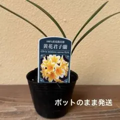 2026年最新】クンシランの人気アイテム - メルカリ