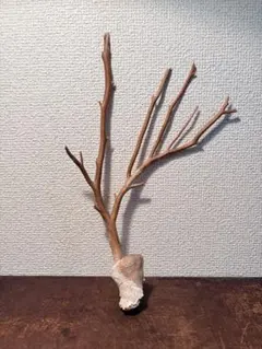 2026年最新】深海松の人気アイテム - メルカリ