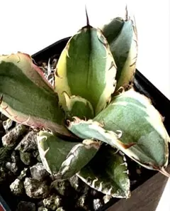 2026年最新】アガベ ブラック&ブルー 錦の人気アイテム - メルカリ