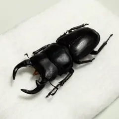 2026年最新】オオクワガタ標本の人気アイテム - メルカリ