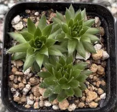 2026年最新】多肉植物 センペルビウムの人気アイテム - メルカリ