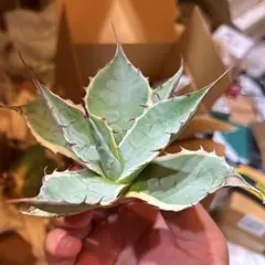 2026年最新】オバティフォリア ハイブリッドの人気アイテム - メルカリ