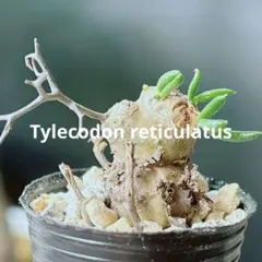 2026年最新】チレコドン レティキュラータスの人気アイテム - メルカリ