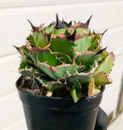 2026年最新】オアハカ 子株の人気アイテム - メルカリ