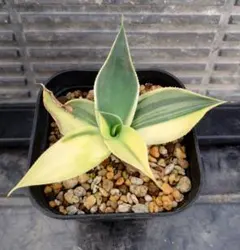 2026年最新】ハーフムーン アガベの人気アイテム - メルカリ