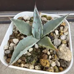 2026年最新】アガベモンタナの人気アイテム - メルカリ