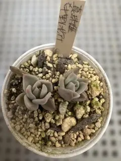 2026年最新】リンゼアナ 中里の人気アイテム - メルカリ