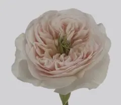 2026年最新】切花品種 バラ 苗の人気アイテム - メルカリ