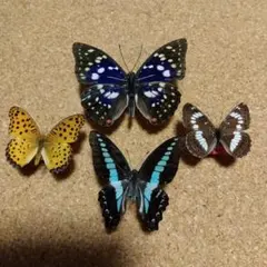 2026年最新】蝶 標本の人気アイテム - メルカリ