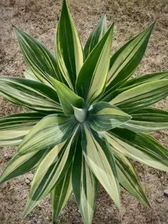 2026年最新】アガベ アテナータ 翡翠盤の人気アイテム - メルカリ