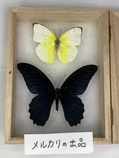 2026年最新】ナガサキアゲハ標本の人気アイテム - メルカリ