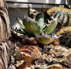 2026年最新】オアハカワイルドの人気アイテム - メルカリ