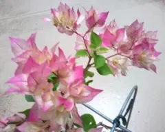 2026年最新】ブーゲンビリアの人気アイテム - メルカリ